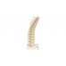model kręgosłupa piersiowego człowieka - 3b smart anatomy - 1000145 [a73] 3b scientific modele anatomiczne 4